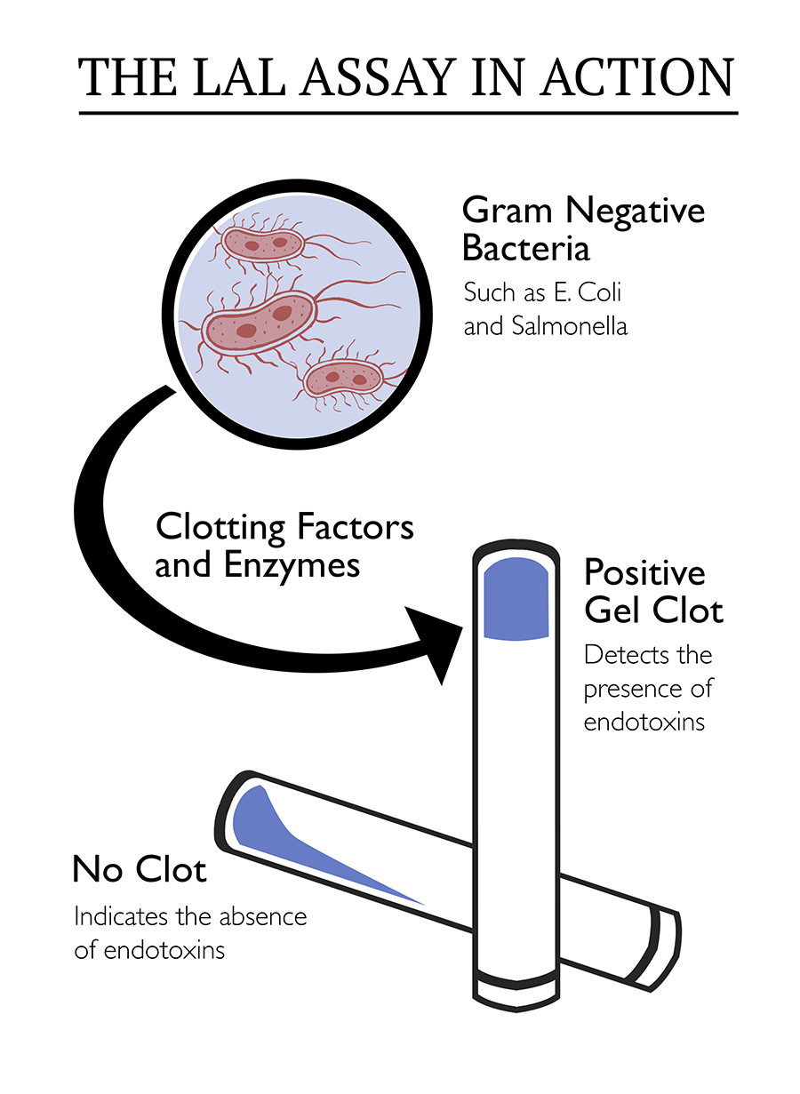 LAL Assay