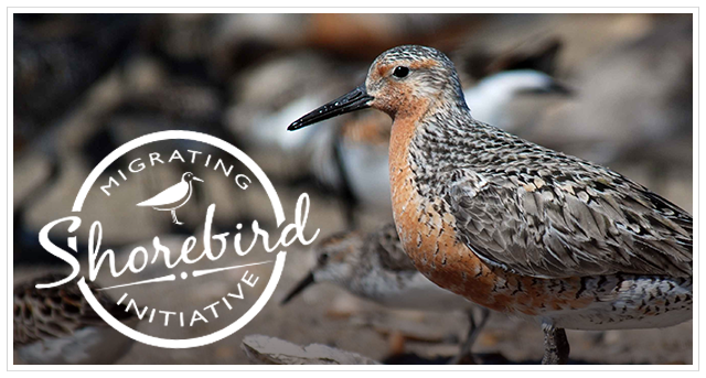 Migrating Shorebird Initiative