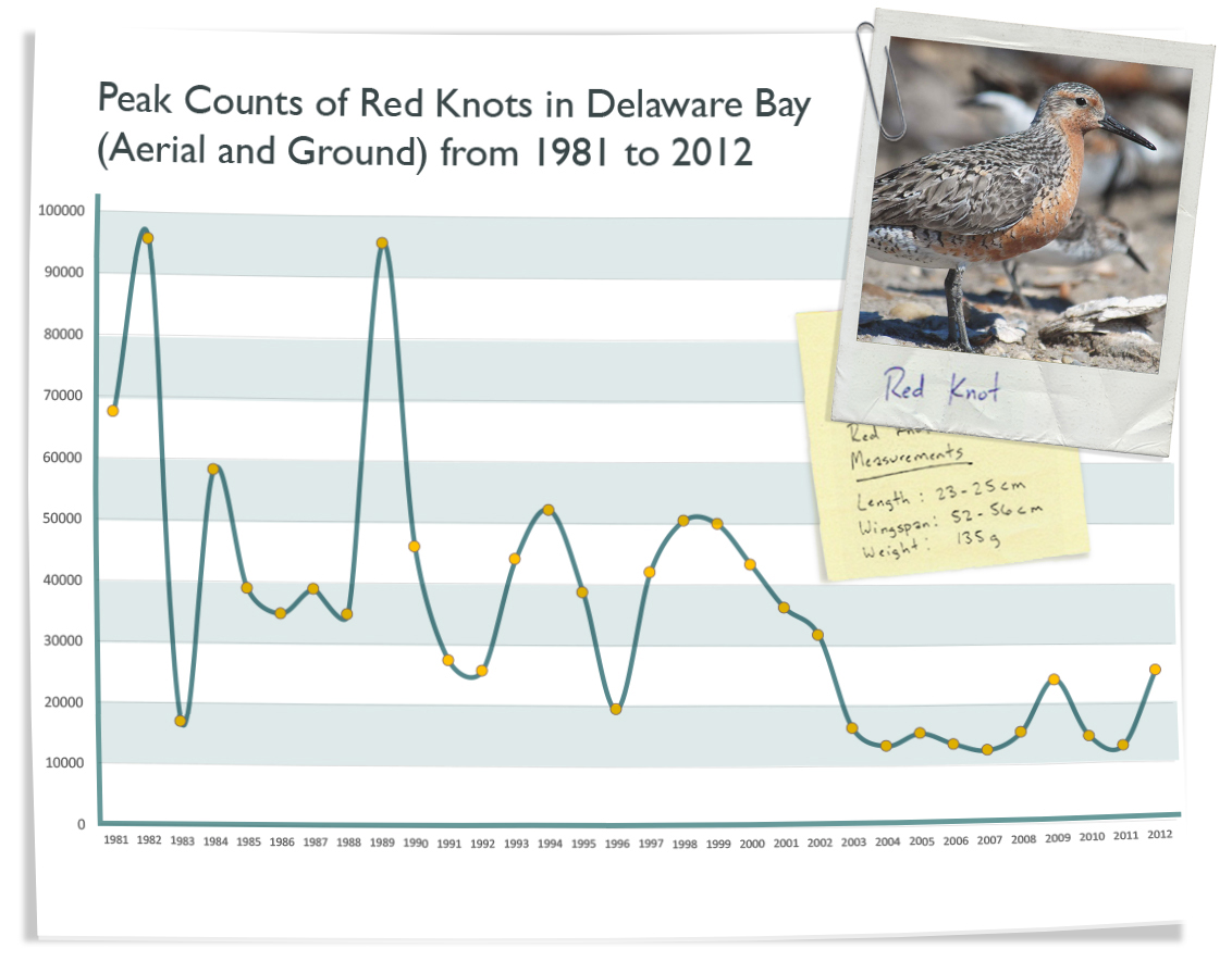 Red Knot Delaware Bay Decline