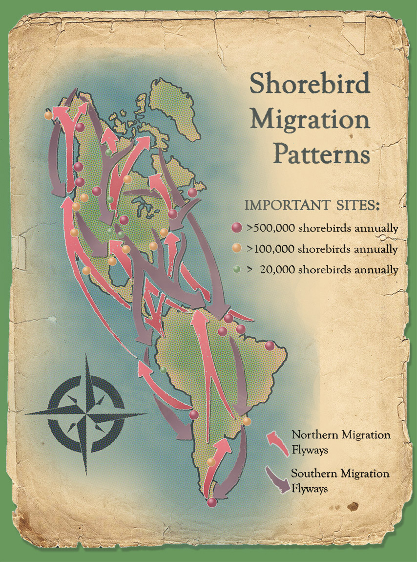 North and South American Shorebird Migration Flyways