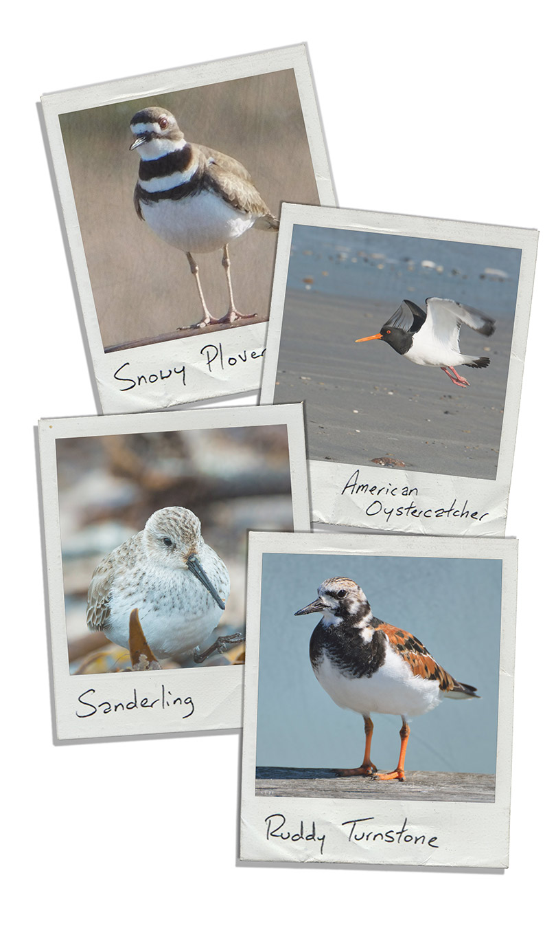 Shorebird Examples