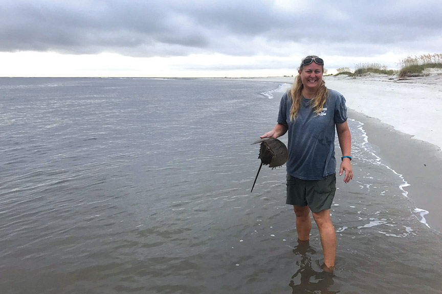 Lisa Gentit of the UGA Marine Extension and Georgia Sea Grant releases a horseshoe crab study participant to the wild.