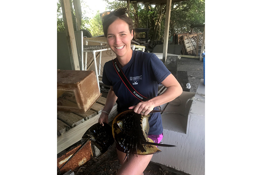 MAREX Public Relations Coordinator and avid photographer, Emily Woodward Kenworthy, helps to collect the horseshoe crabs while documenting the events with her camera.